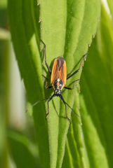 Leptopterna dolabrata