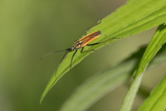 Leptopterna dolabrata