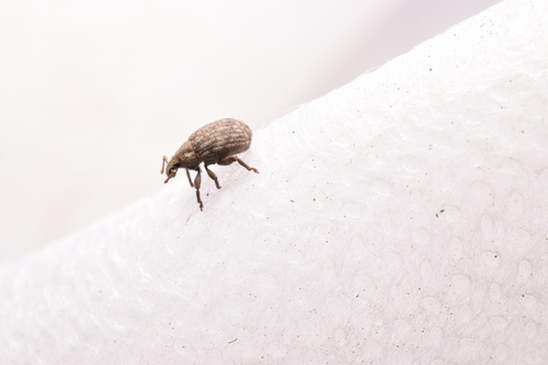 Crusted root weevil photo 5
