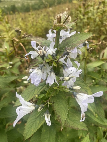 Image of Campanula lactiflora by (c) Илья Руденко, some rights reserved (CC BY)