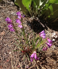 Penstemon speciosus