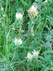 Trifolium ochroleucon