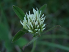 Trifolium ochroleucon