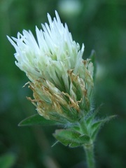 Trifolium ochroleucon