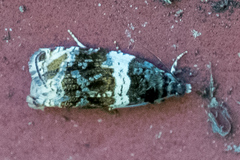 Olethreutes fasciatana