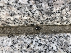 Macroscytus fraterculus