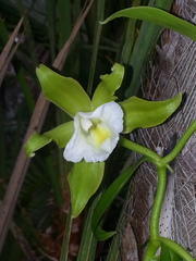 Vanilla guianensis