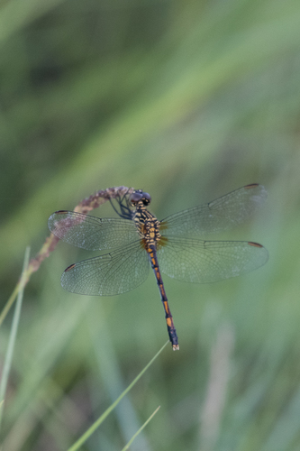 Seaside Dragonlet