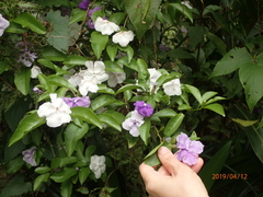 Brunfelsia uniflora