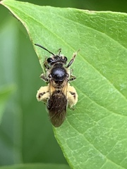 Gonandrena
