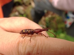 Baryrhynchus poweri