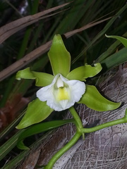 Vanilla guianensis
