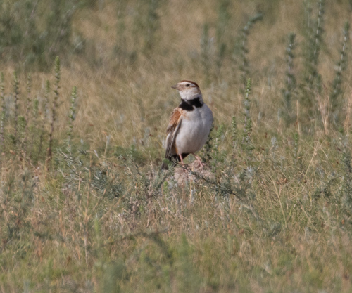 Mongolian Lark (Melanocorypha mongolica), photo 9