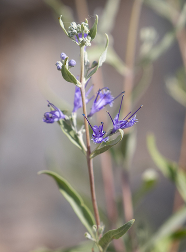 Caryopteris mongholica
