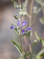 Caryopteris mongholica