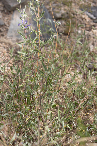 Caryopteris mongholica, photograph 2