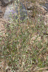 (c) avocat, some rights reserved (CC BY) Caryopteris mongholica, photograph (c) avocat, some rights reserved (CC BY)