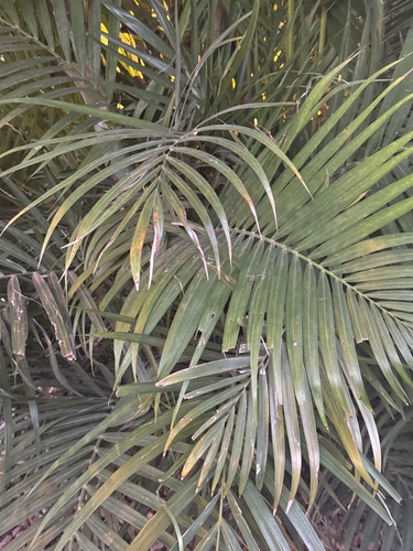 Foto de Kentia