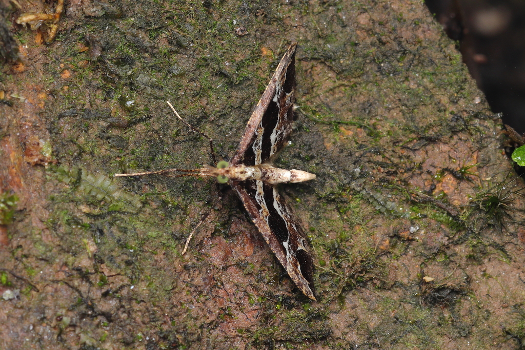 Psaliodes crispata