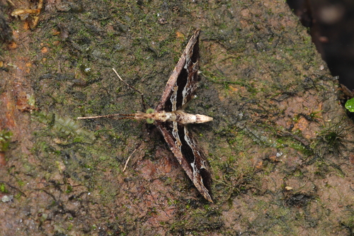 Psaliodes crispata