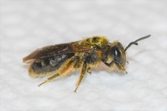 Andrena fenningeri