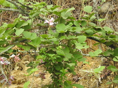 Canavalia septentrionalis