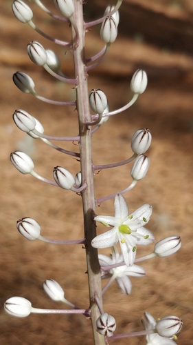 Drimia hesperia