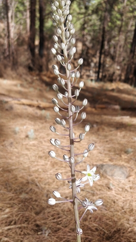 Drimia hesperia