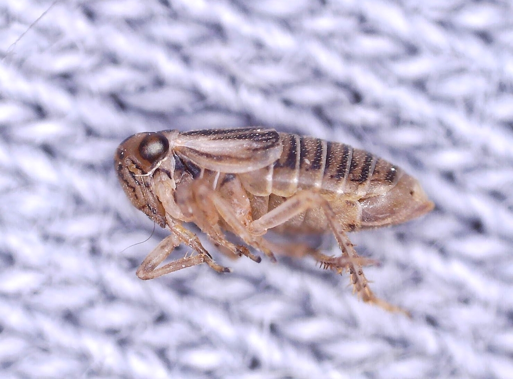 Agallia brachyptera