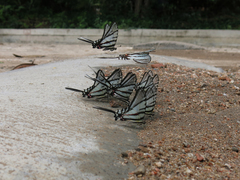 Protographium epidaus