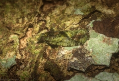 Sorolopha delochlora