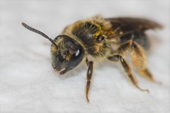 Andrena fenningeri