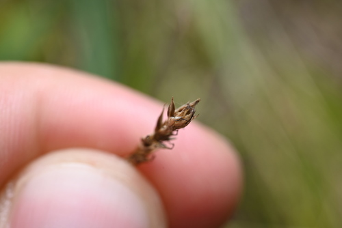 Image of Carex occidentalis by (c) Anders Hastings, some rights reserved (CC BY)