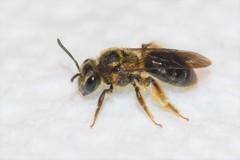Andrena fenningeri