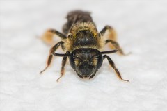 Andrena fenningeri