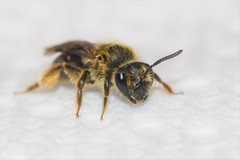 Andrena fenningeri