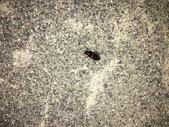 Harpalus griseus