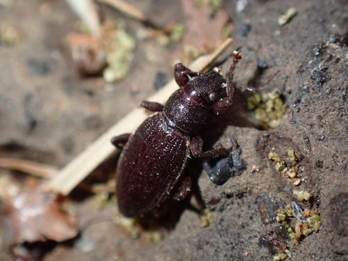 Brachyderes rugatus