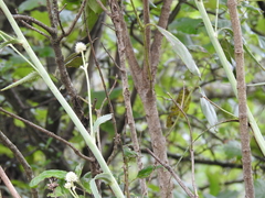 Eryngium longifolium
