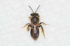Andrena fenningeri