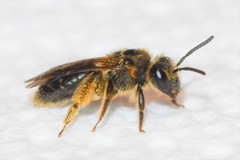Andrena fenningeri