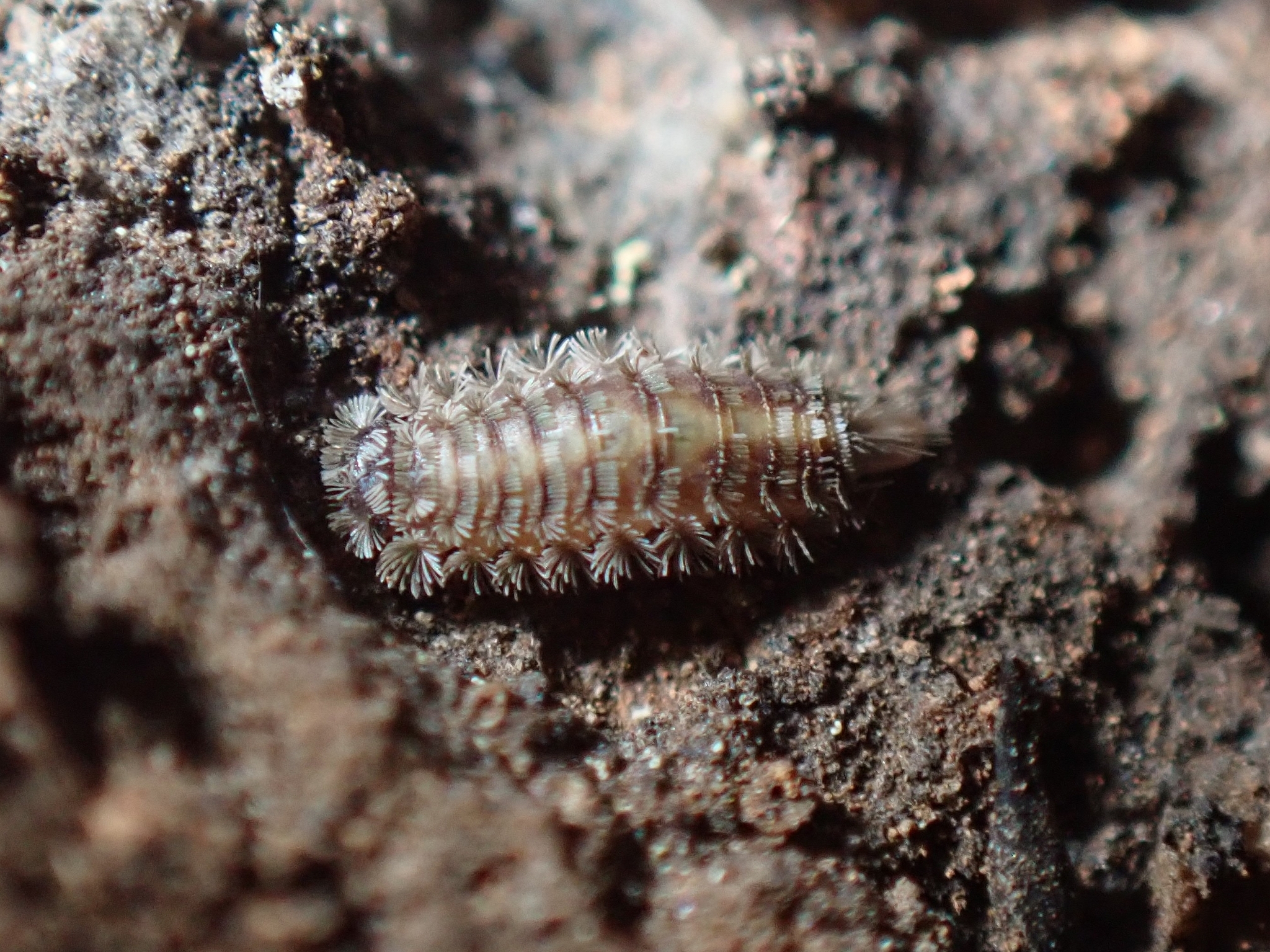 Polyxenus fasciculatus