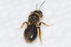 Andrena fenningeri