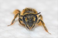 Andrena fenningeri