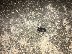 Holotrichia parallela