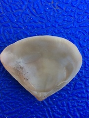 Tivela