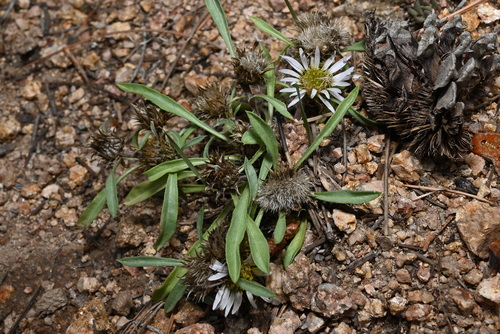 Image of Townsendia grandiflora by (c) Anders Hastings, some rights reserved (CC BY)