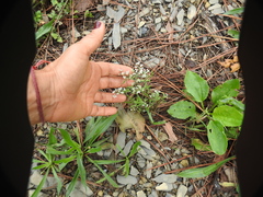 Limnosciadium pumilum