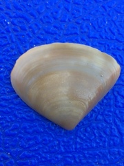 Tivela