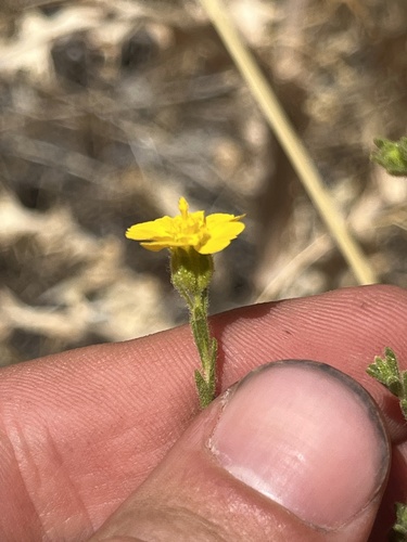 Image of Deinandra mohavensis by (c) T. J. Samojedny, some rights reserved (CC BY)